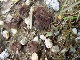 Thelephora terrestris image