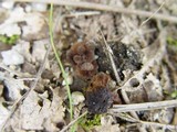 Thelephora terrestris image