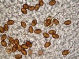Psilocybe quebecensis image