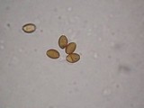 Psilocybe quebecensis image