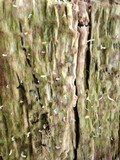 Multiclavula mucida image