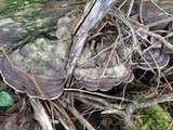 Fomitopsis ochracea image