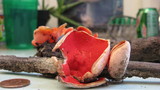 Sarcoscypha austriaca image