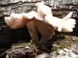 Pluteus tomentosulus image