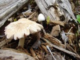 Pluteus tomentosulus image