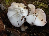 Pluteus tomentosulus image