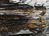 Dacrymyces stillatus image