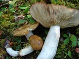 Russula subfoetens image