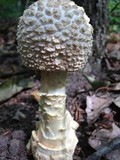 Amanita ravenelii image