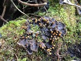Peltigera membranacea image