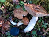 Russula subfoetens image