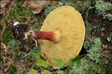 Boletus chrysenteron image