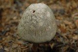 Panaeolus semiovatus image