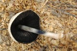 Panaeolus semiovatus image