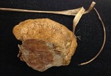 Trametes trogii image