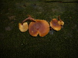 Gymnopilus picreus image