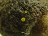 Arachnopeziza aurelia image