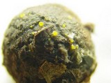 Arachnopeziza aurelia image