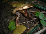Gyrodon lividus image