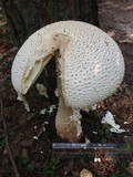 Amanita rhopalopus image