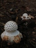 Amanita abrupta image