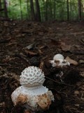 Amanita abrupta image