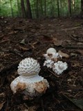 Amanita abrupta image
