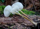 Strobilurus albipilatus image