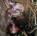 Ganoderma weberianum image