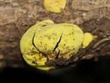 Entonaema liquescens image