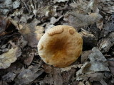 Gyroporus castaneus image