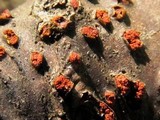 Nectria cinnabarina image