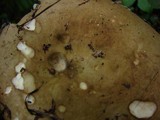 Russula clavipes image