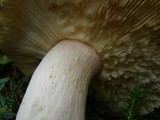 Russula clavipes image