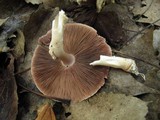 Agaricus placomyces image