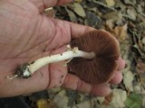 Agaricus placomyces image
