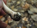 Agaricus placomyces image