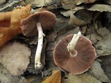 Agaricus placomyces image