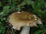 Russula clavipes image