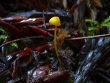 Mycena oregonensis image