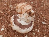 Agaricus bitorquis image