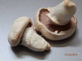 Agaricus bitorquis image