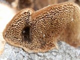 Coriolopsis gallica image