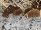 Coriolopsis gallica image