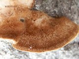 Coriolopsis gallica image