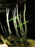Xylaria filiformis image