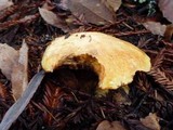 Suillus caerulescens image