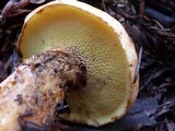 Suillus caerulescens image