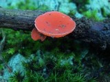 Sarcoscypha occidentalis image