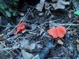 Sarcoscypha occidentalis image